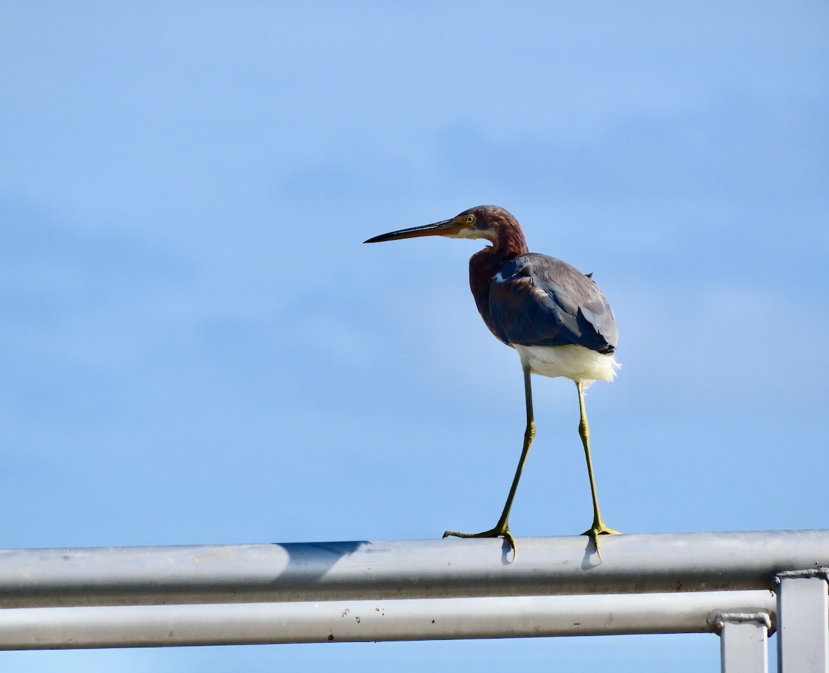 Tricolored Heron - ML624457639