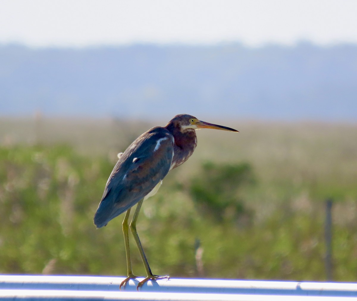 Tricolored Heron - ML624457640