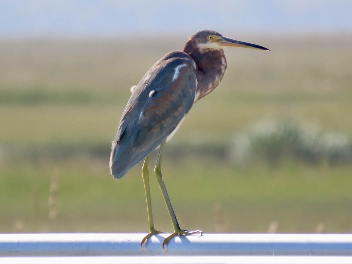 Tricolored Heron - Roy Howard