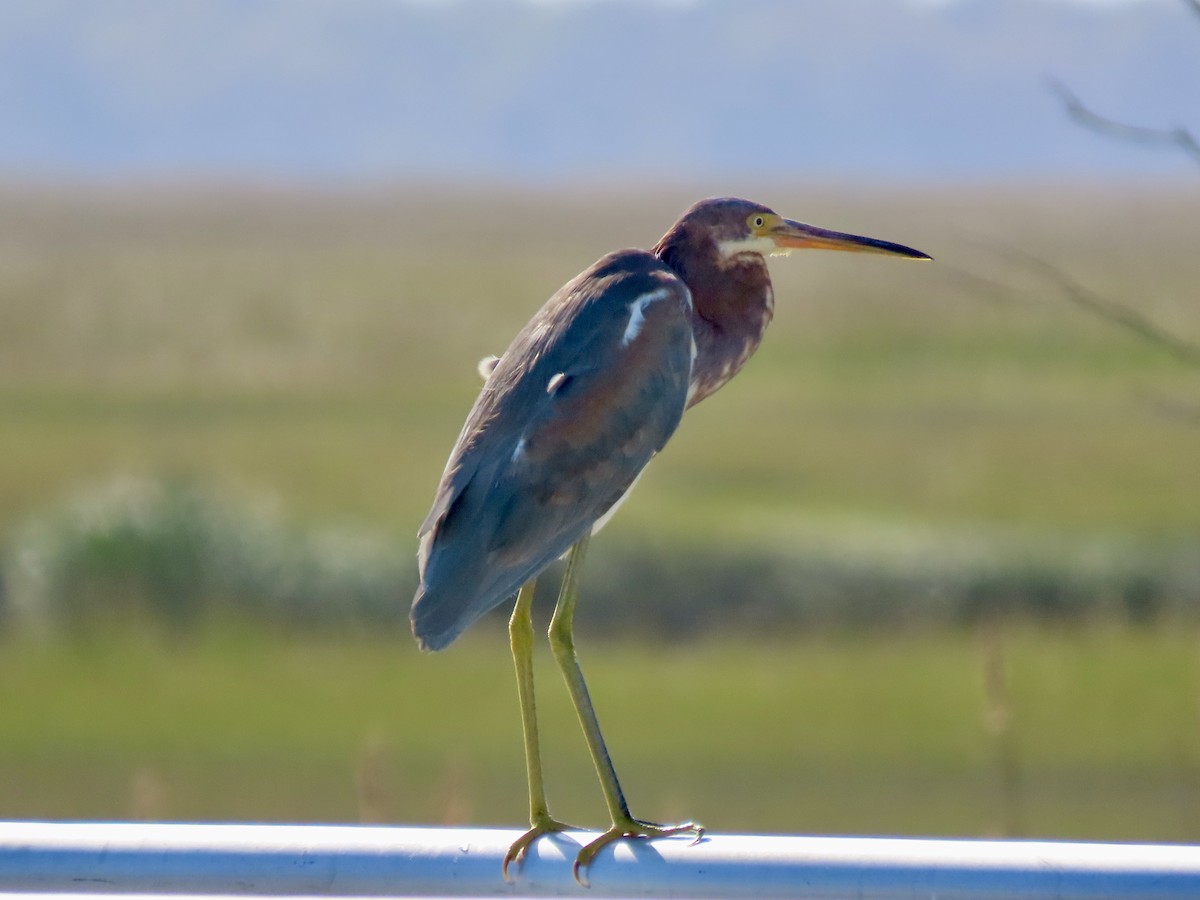 Tricolored Heron - Roy Howard