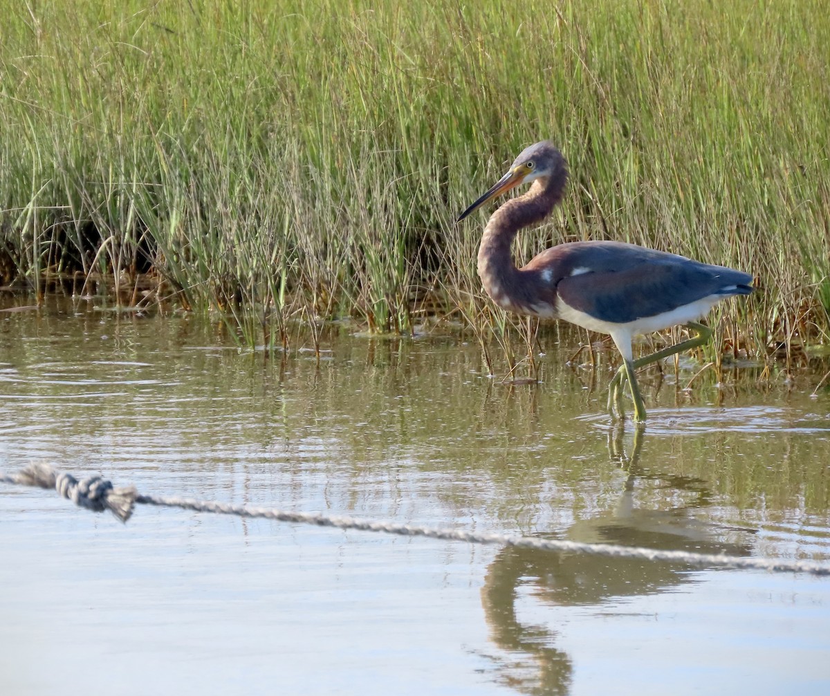 Tricolored Heron - ML624457643