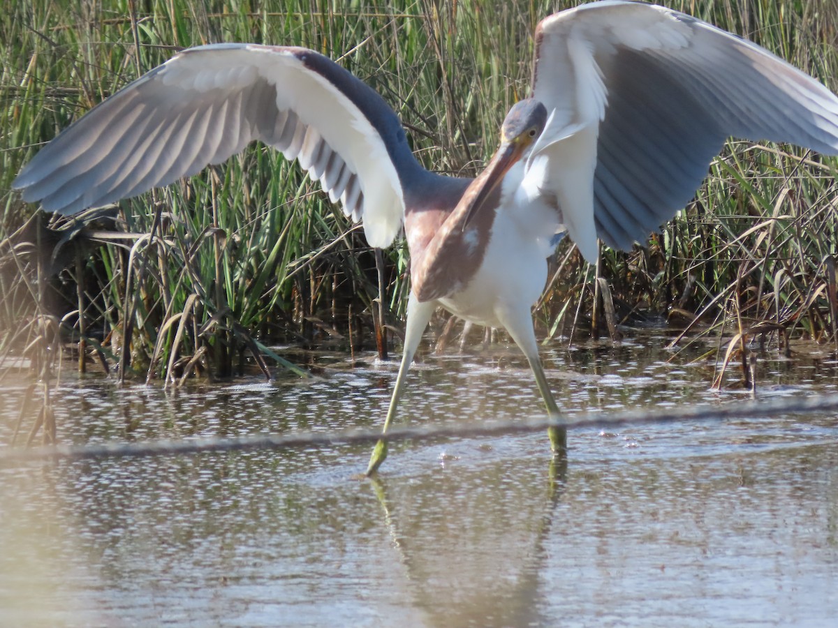 Tricolored Heron - ML624457644