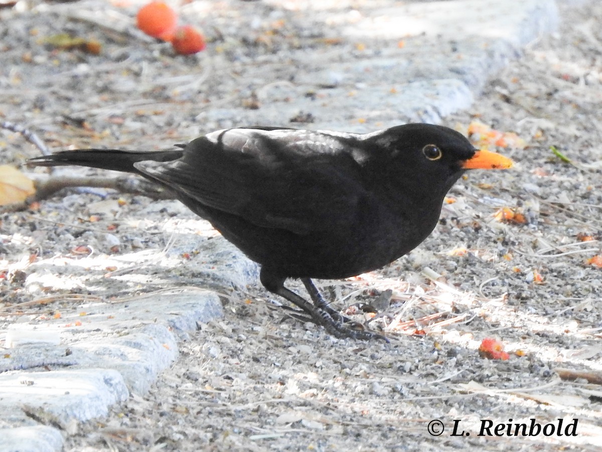 Eurasian Blackbird - ML624457687