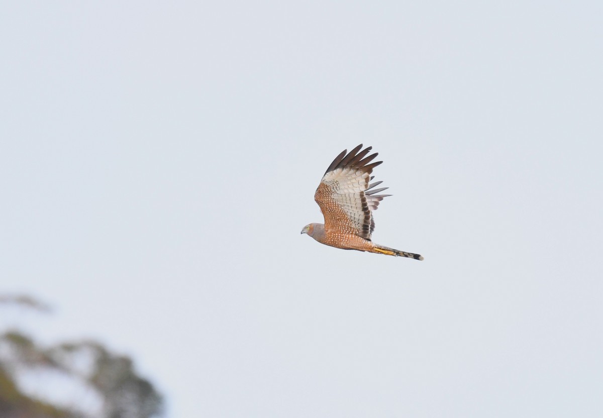 Spotted Harrier - ML624457688