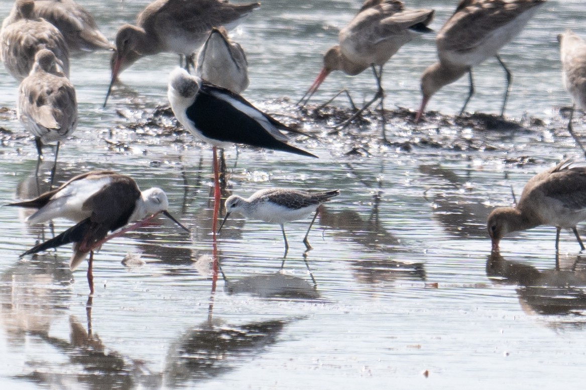 Marsh Sandpiper - ML624457689