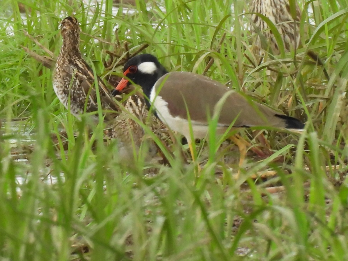 Red-wattled Lapwing - Gerald Moore