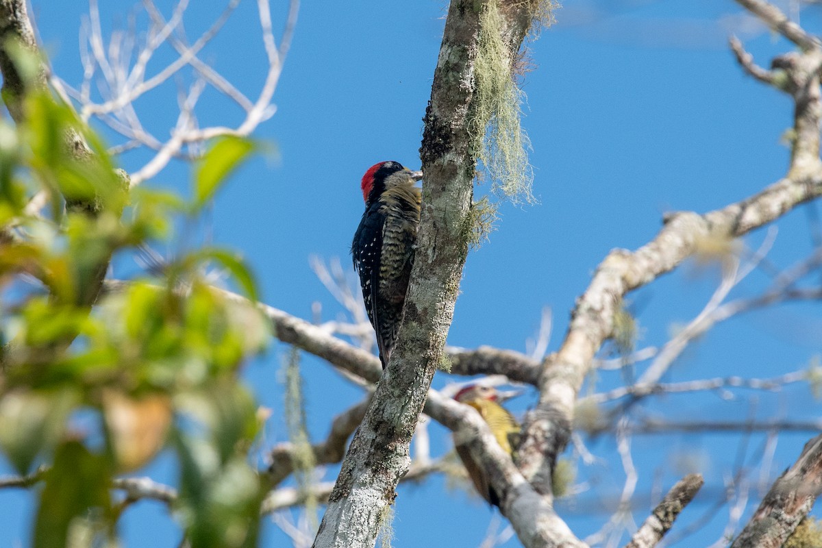 Black-cheeked Woodpecker - ML624457696