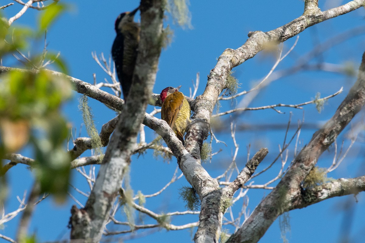 Golden-olive Woodpecker - ML624457697