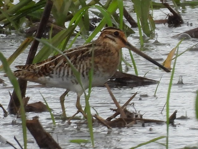 Common Snipe - ML624457699