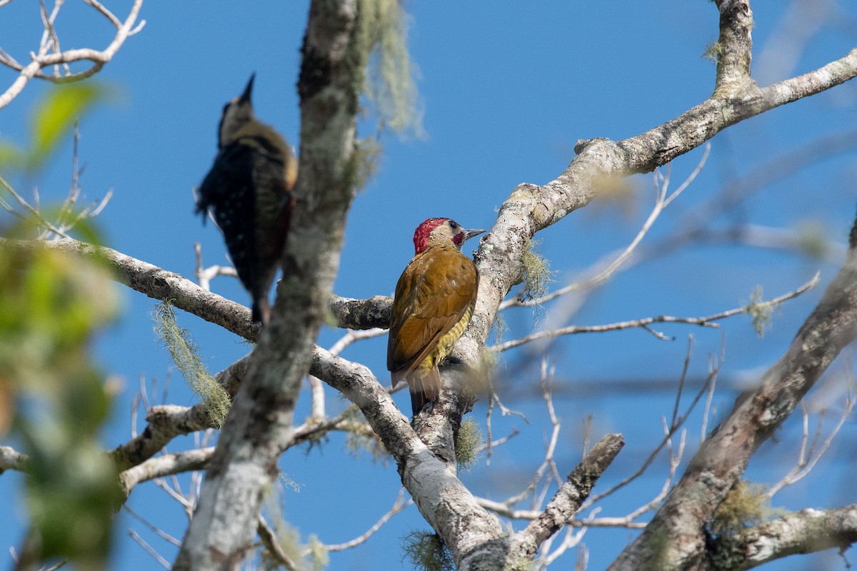 Golden-olive Woodpecker - ML624457700