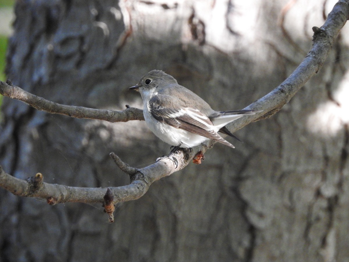 European Pied Flycatcher - ML624457701