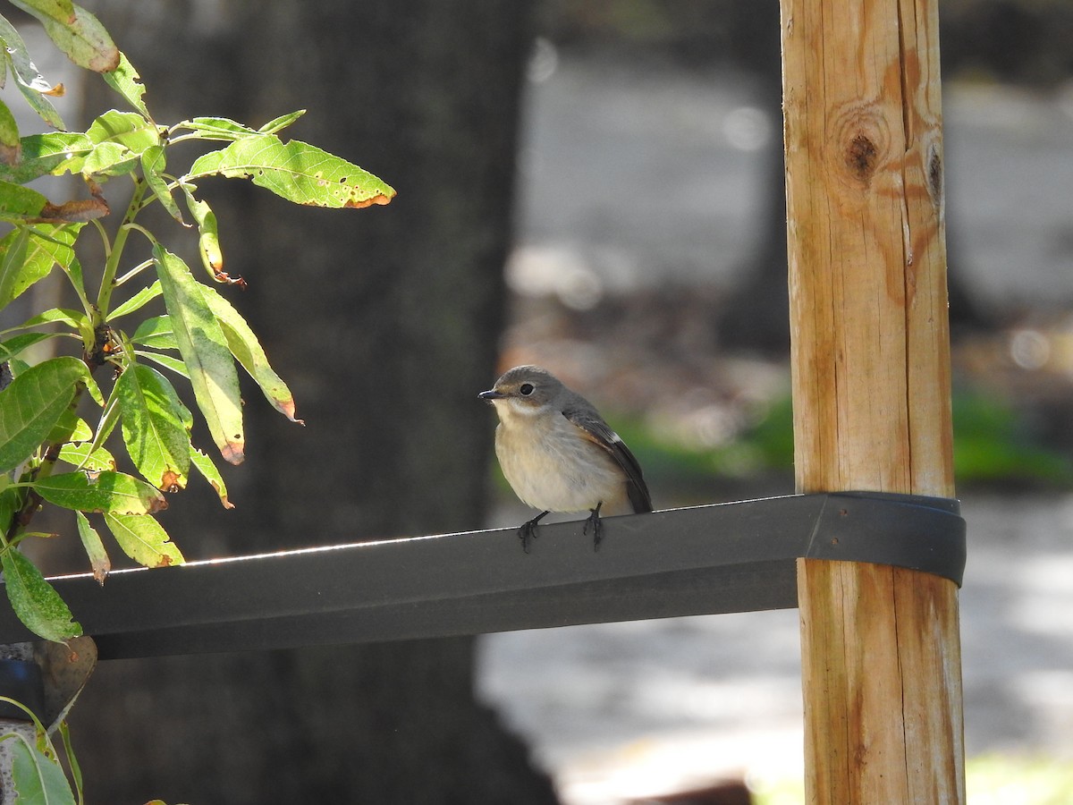 European Pied Flycatcher - ML624457702