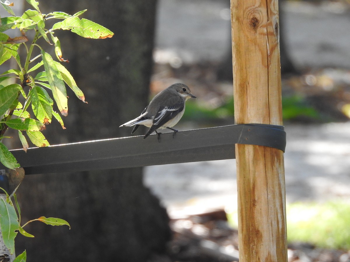 European Pied Flycatcher - ML624457703