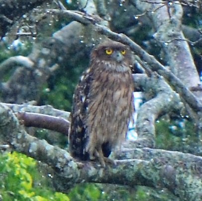 Brown Fish-Owl - ML624457707