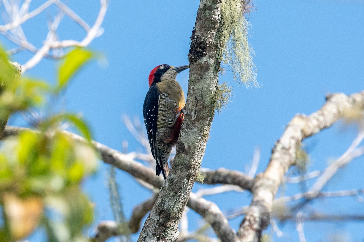 Black-cheeked Woodpecker - ML624457708