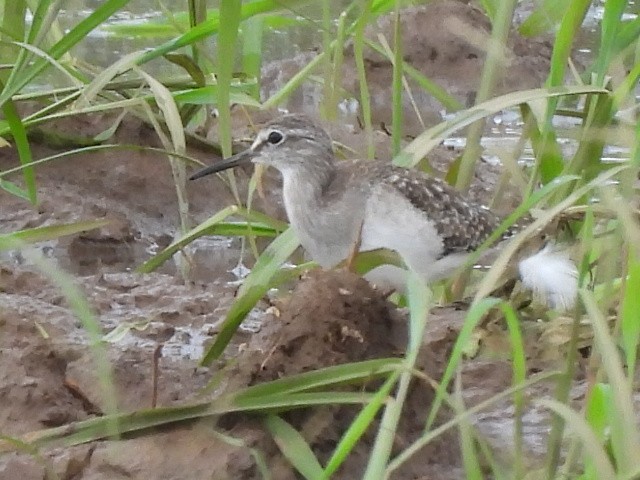 Wood Sandpiper - ML624457709