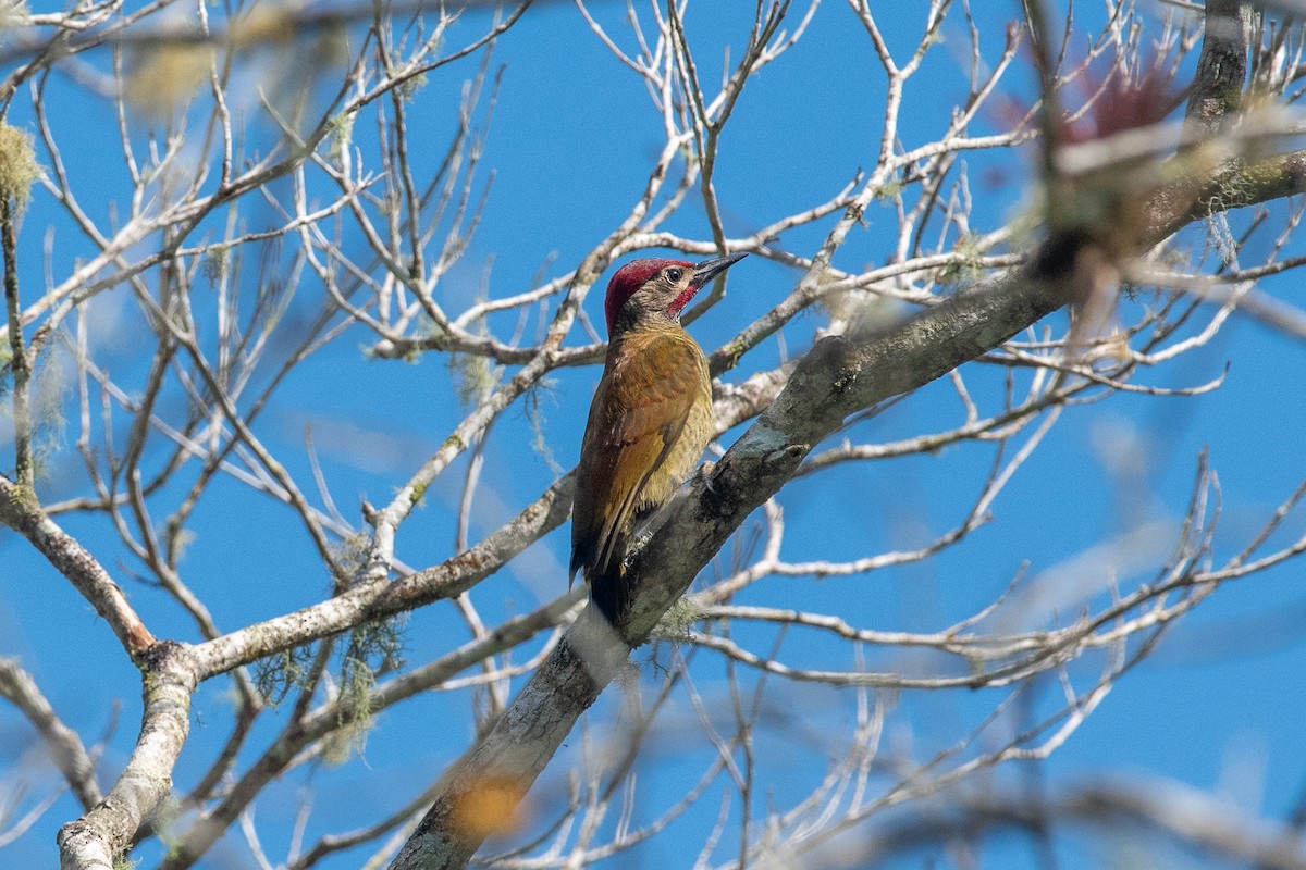 Golden-olive Woodpecker - ML624457710