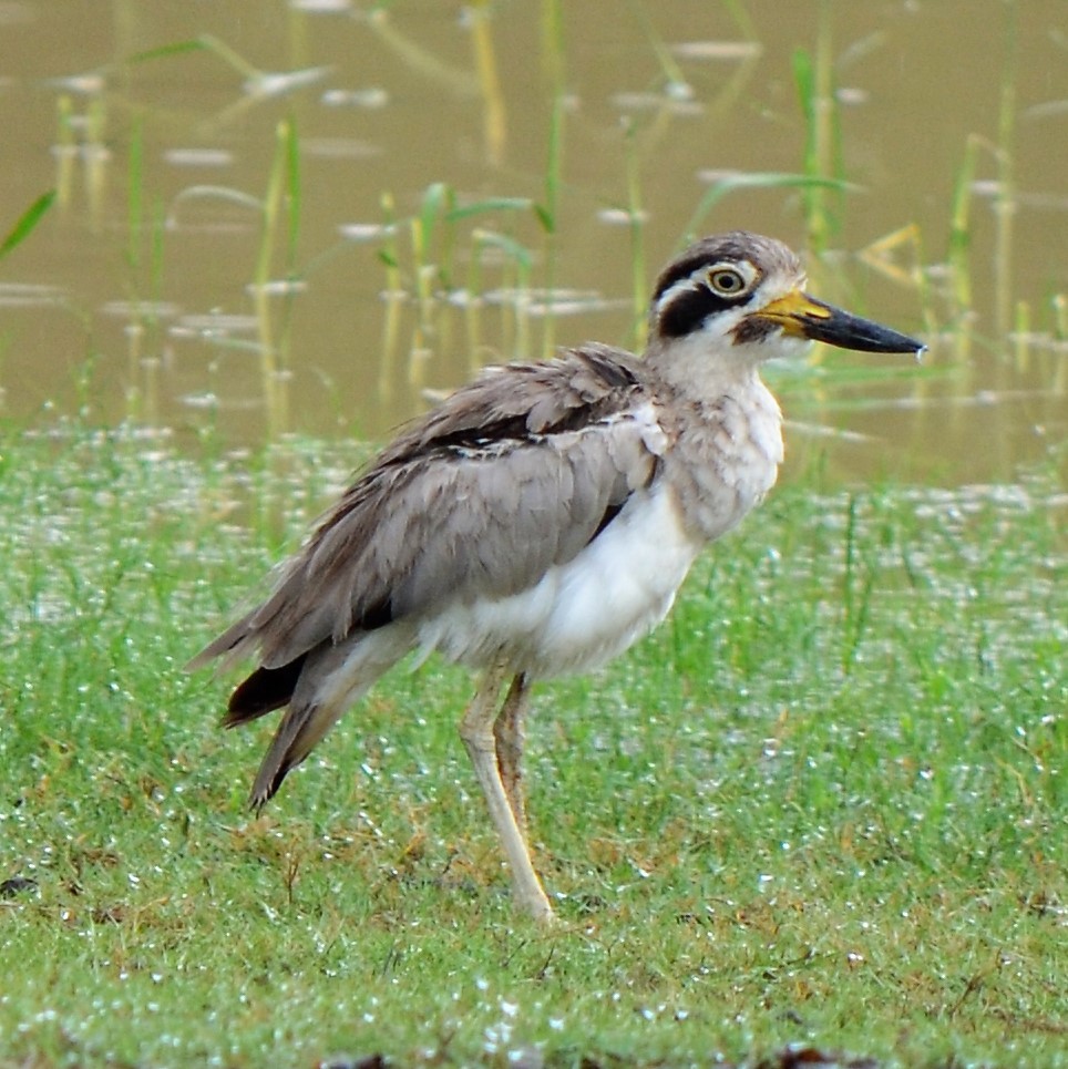 Great Thick-knee - Richard Rae