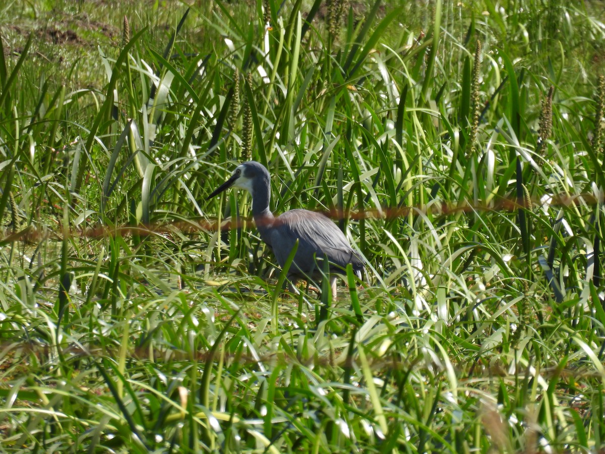 White-faced Heron - ML624457794