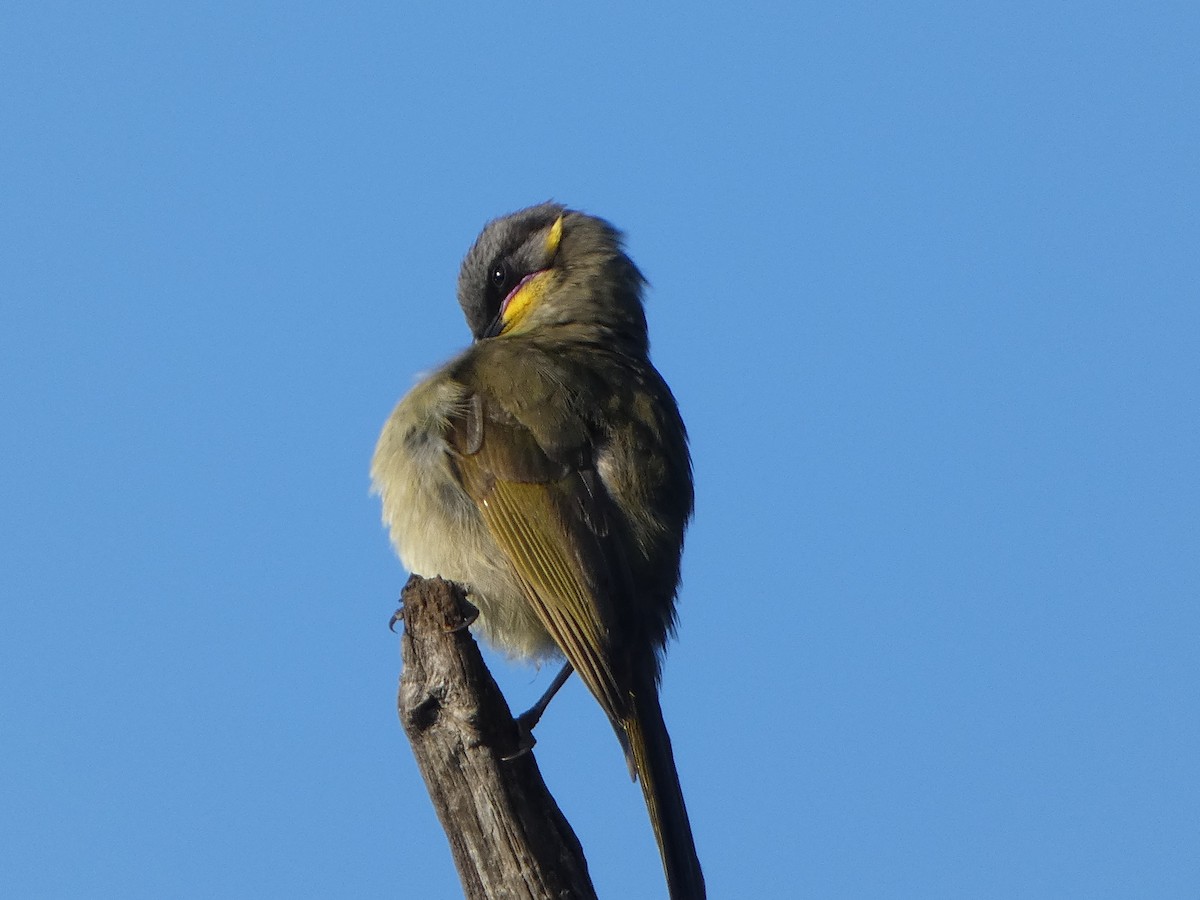 Purple-gaped Honeyeater - ML624457795