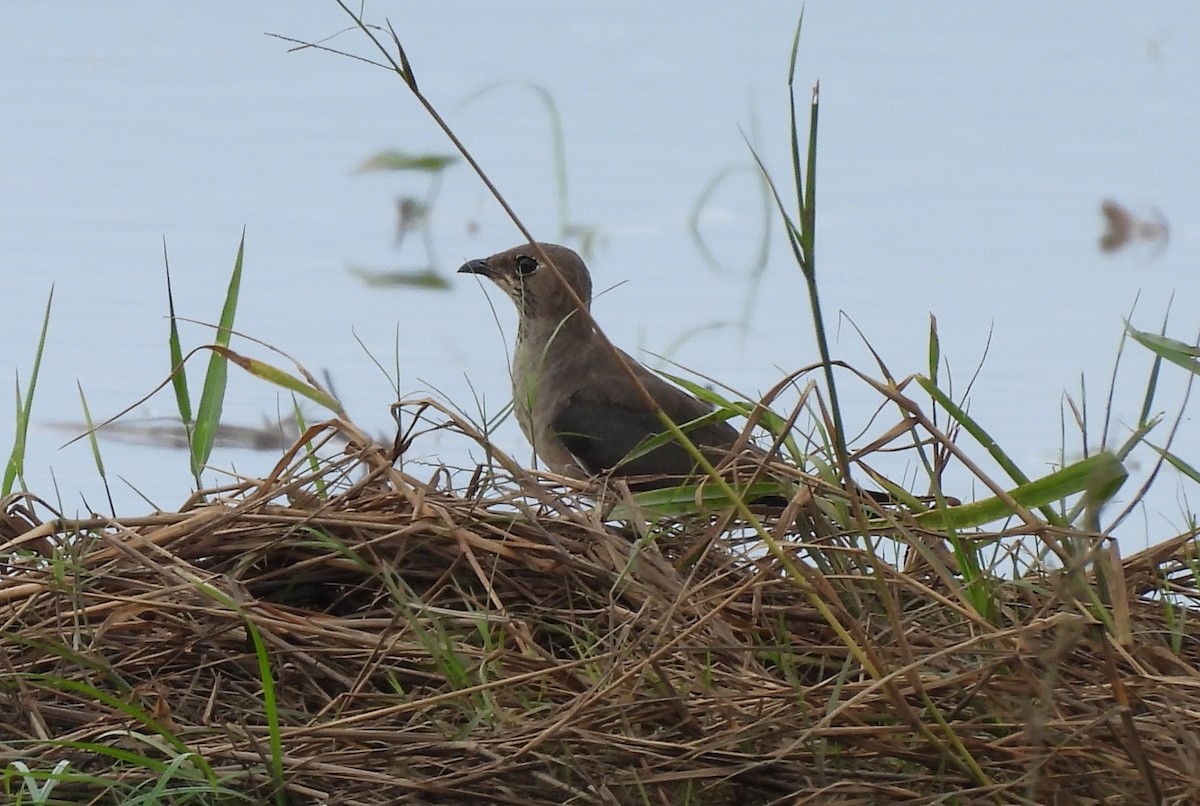 Oriental Pratincole - ML624457797