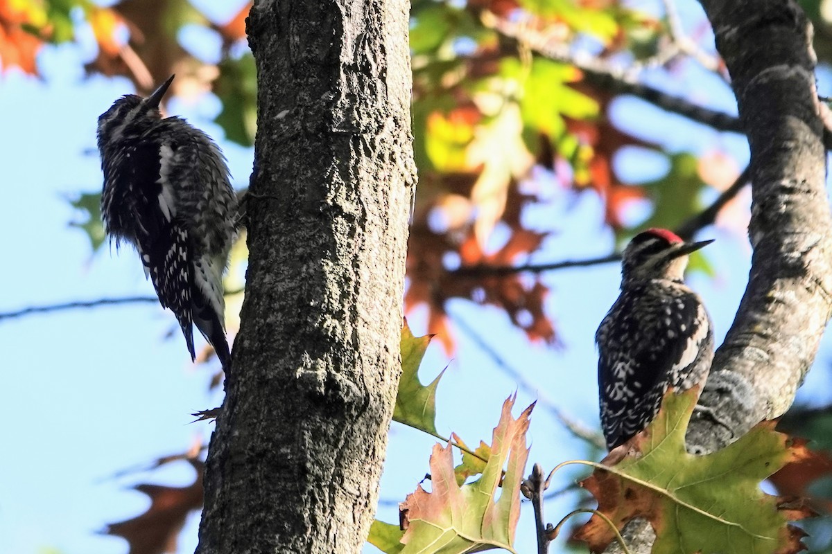 Yellow-bellied Sapsucker - ML624457799