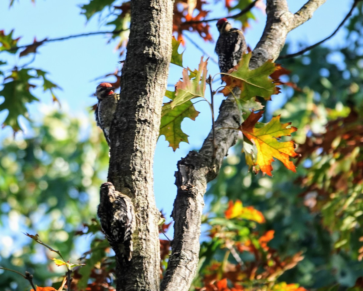 Yellow-bellied Sapsucker - ML624457800