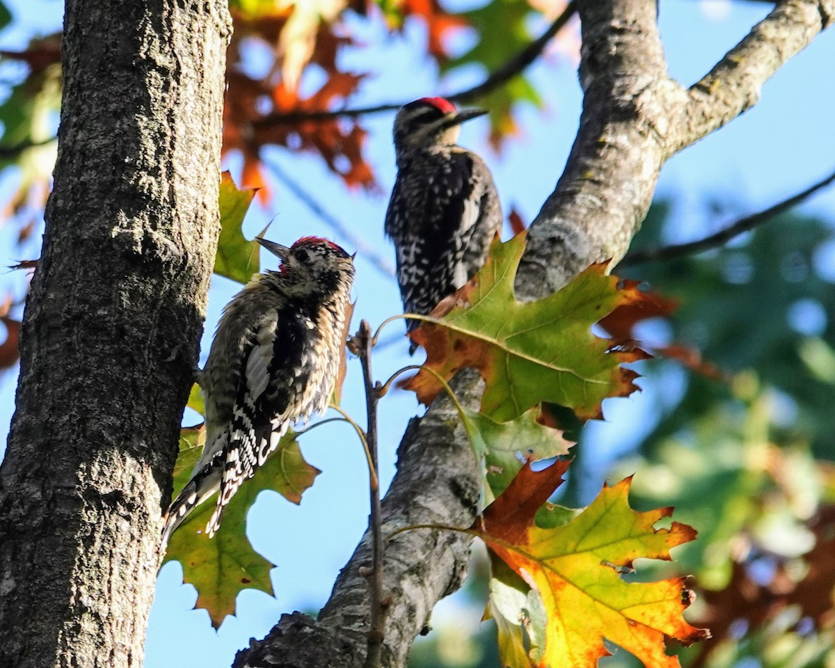 Yellow-bellied Sapsucker - ML624457801