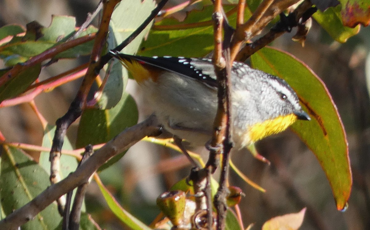 Spotted Pardalote (Yellow-rumped) - ML624457802