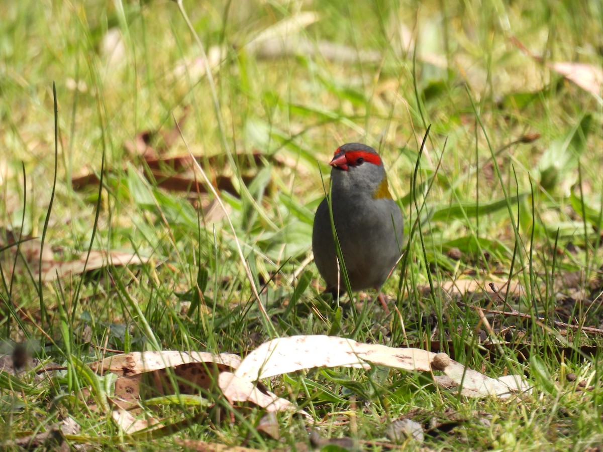 Red-browed Firetail - ML624457811