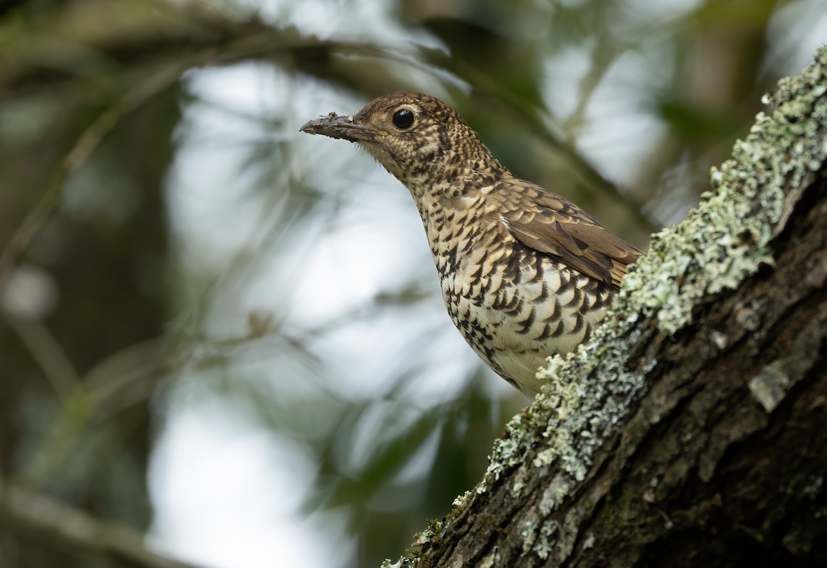 Bassian Thrush - ML624457812