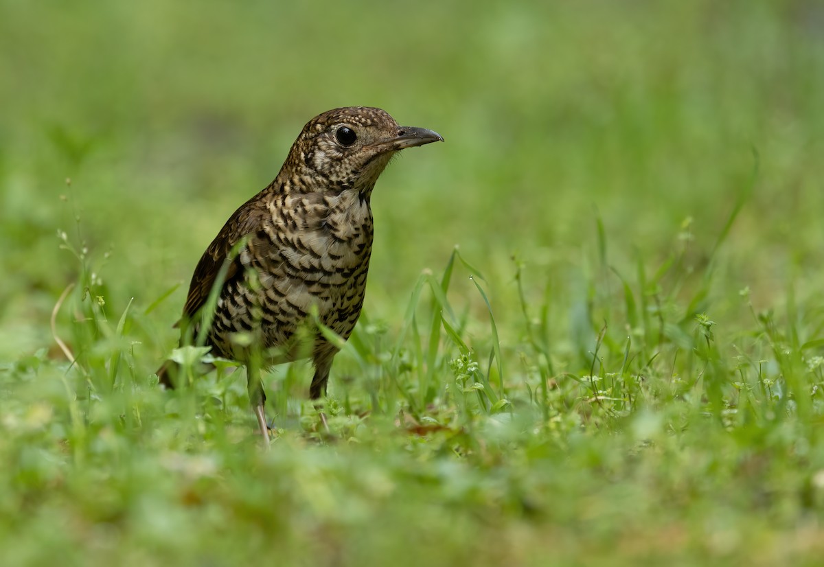 Bassian Thrush - ML624457813