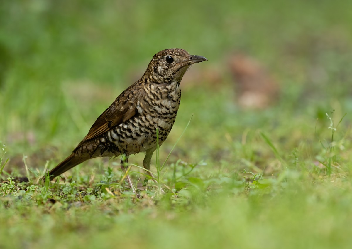 Bassian Thrush - ML624457814