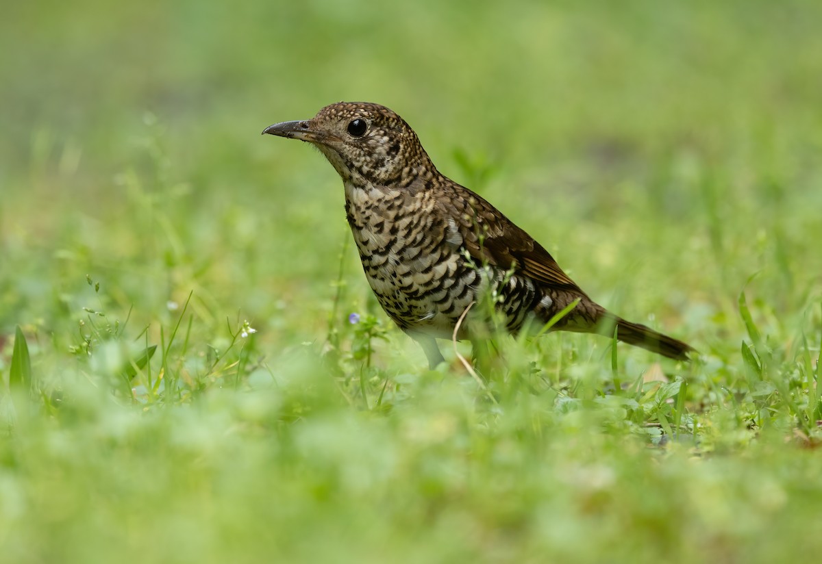 Bassian Thrush - ML624457815