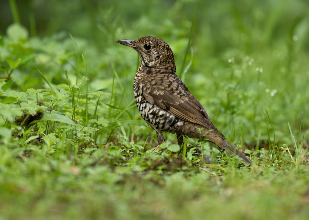 Bassian Thrush - ML624457816