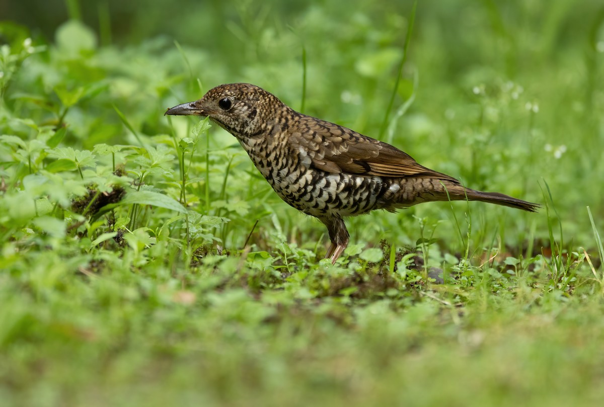 Bassian Thrush - ML624457817