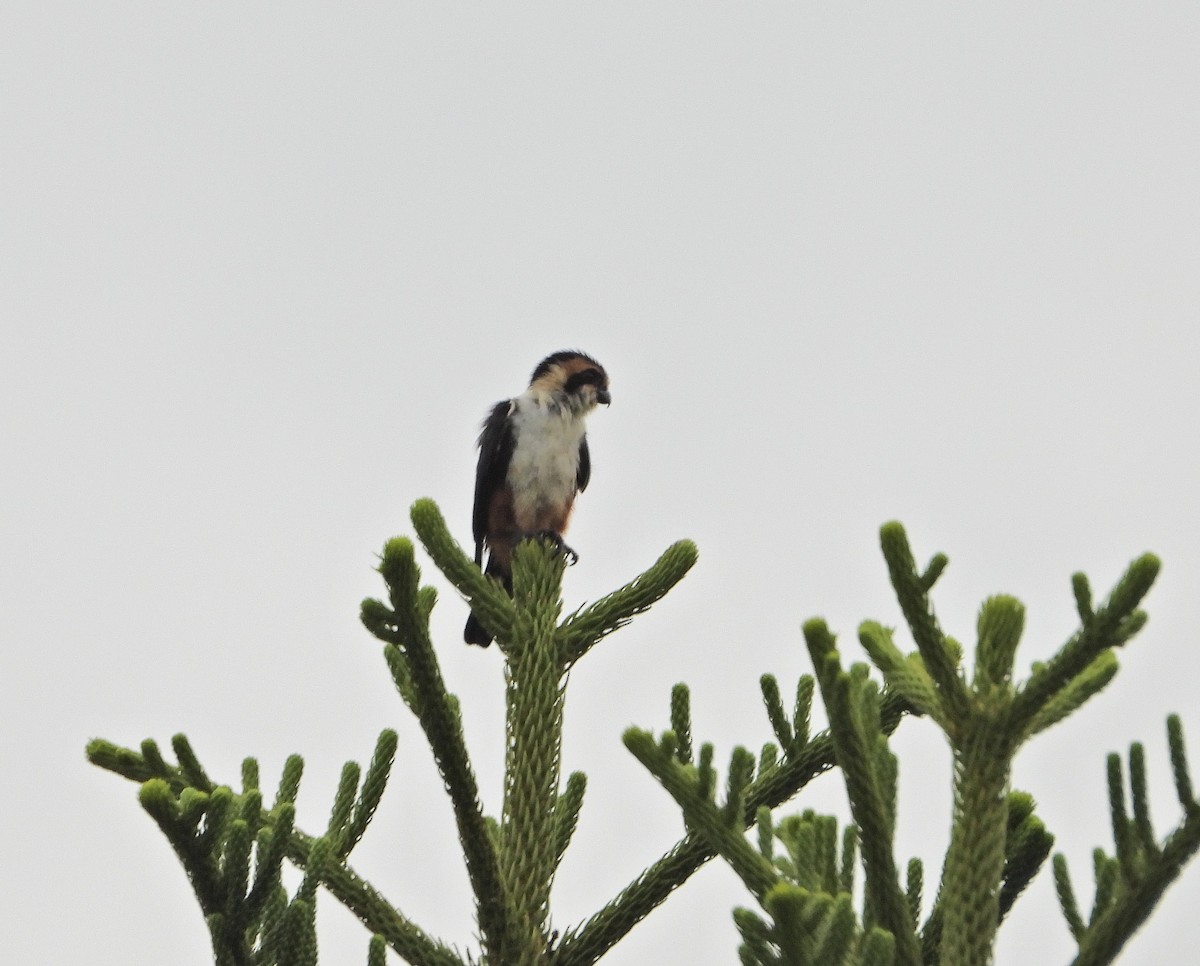 Collared Falconet - ML624457819