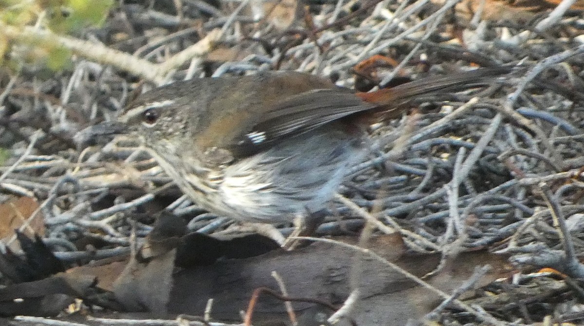 Shy Heathwren - ML624457822