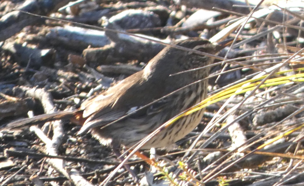 Shy Heathwren - ML624457823