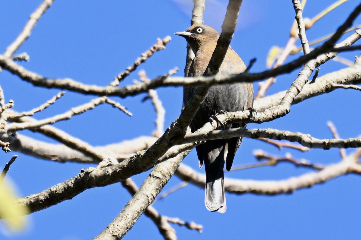 Rusty Blackbird - ML624457824