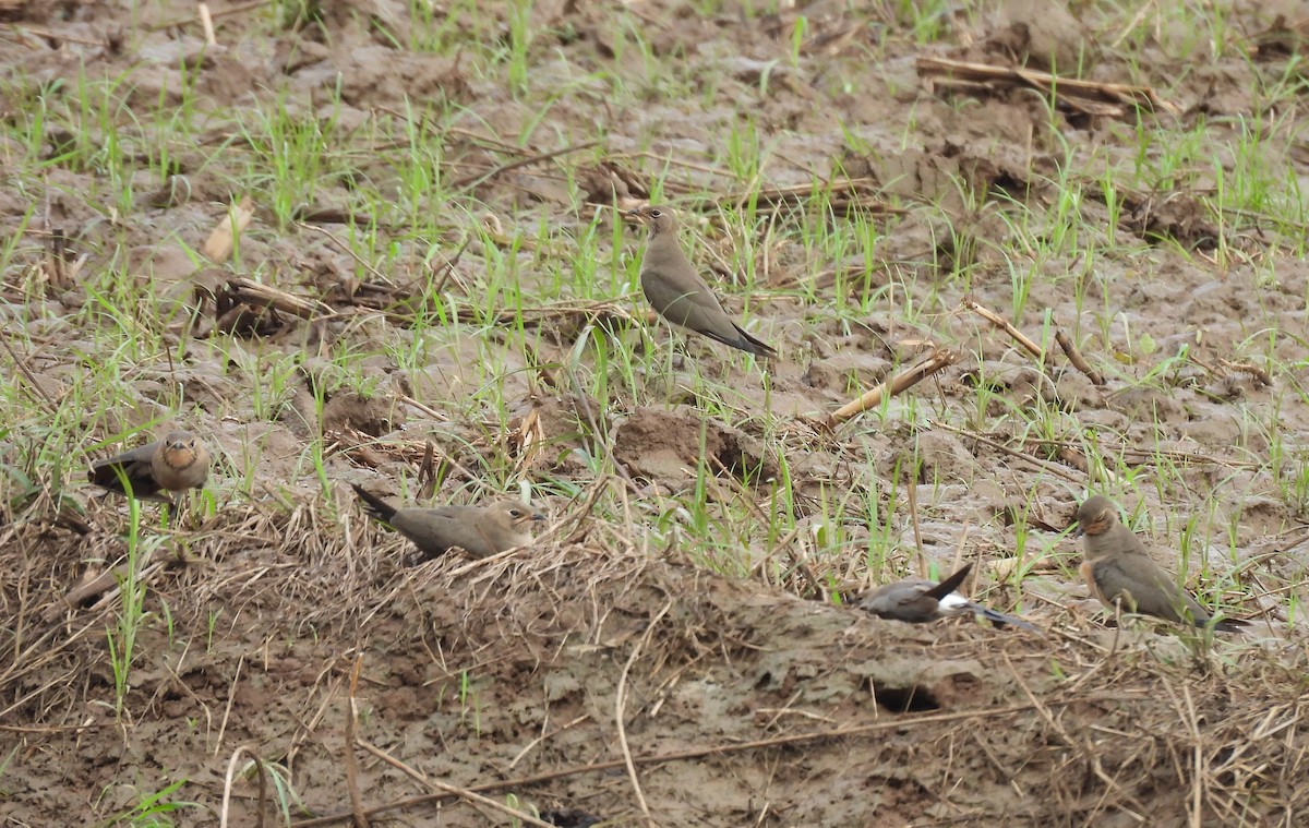 Oriental Pratincole - ML624457825