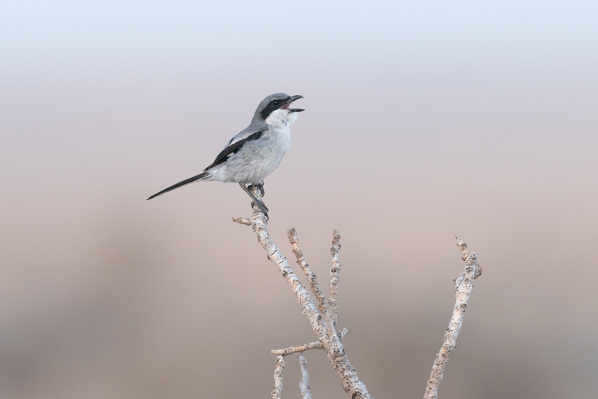 Great Gray Shrike (Sahara) - Jérémy Calvo