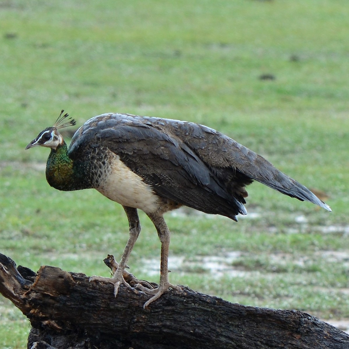 Indian Peafowl - ML624457907