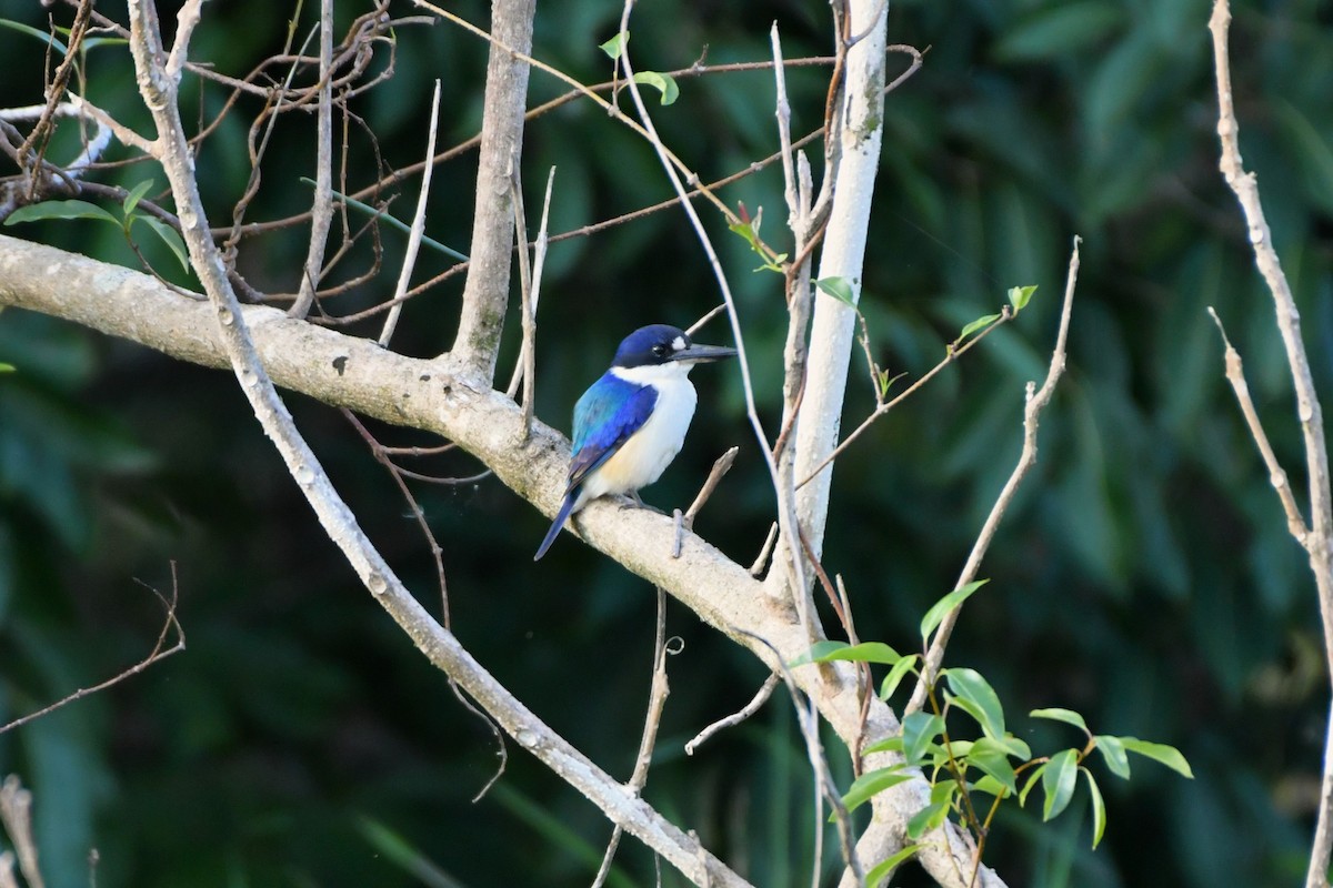 Forest Kingfisher - ML624458140