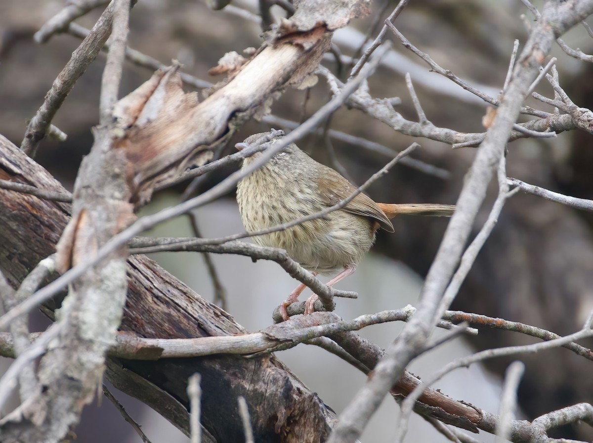 Chestnut-rumped Heathwren - ML624458152