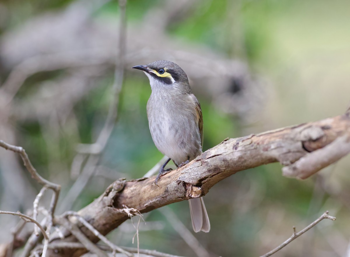 Yellow-faced Honeyeater - ML624458153