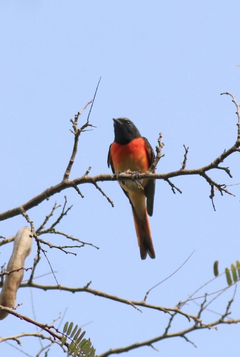 Small Minivet - ML624458165