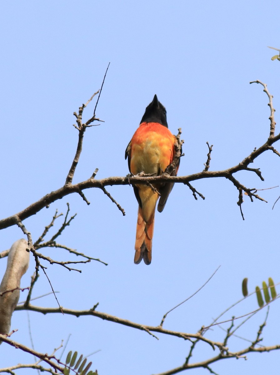 Small Minivet - ML624458168