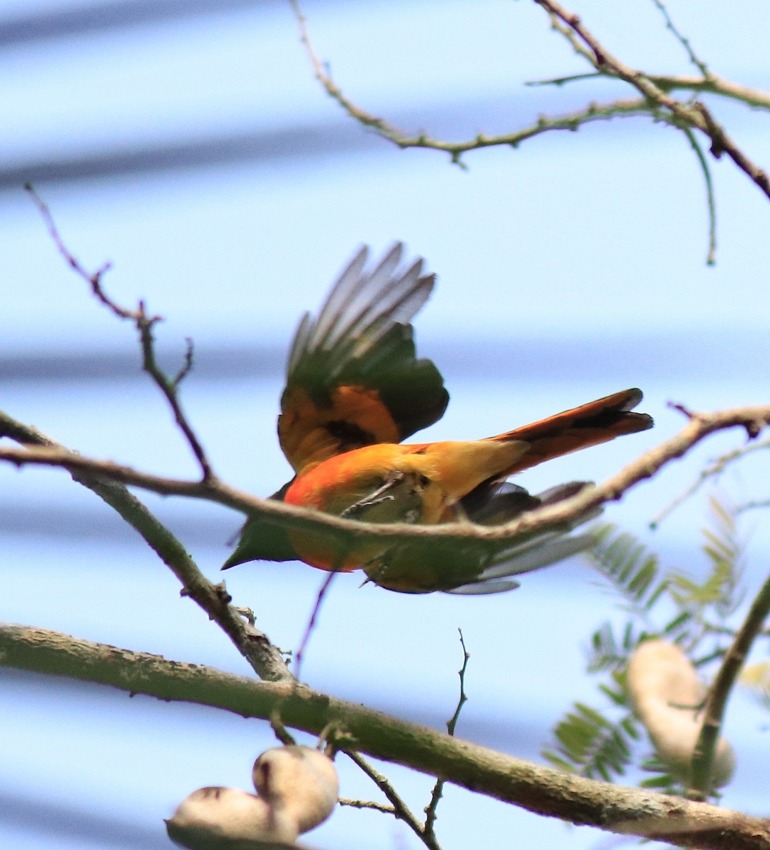 Small Minivet - ML624458170