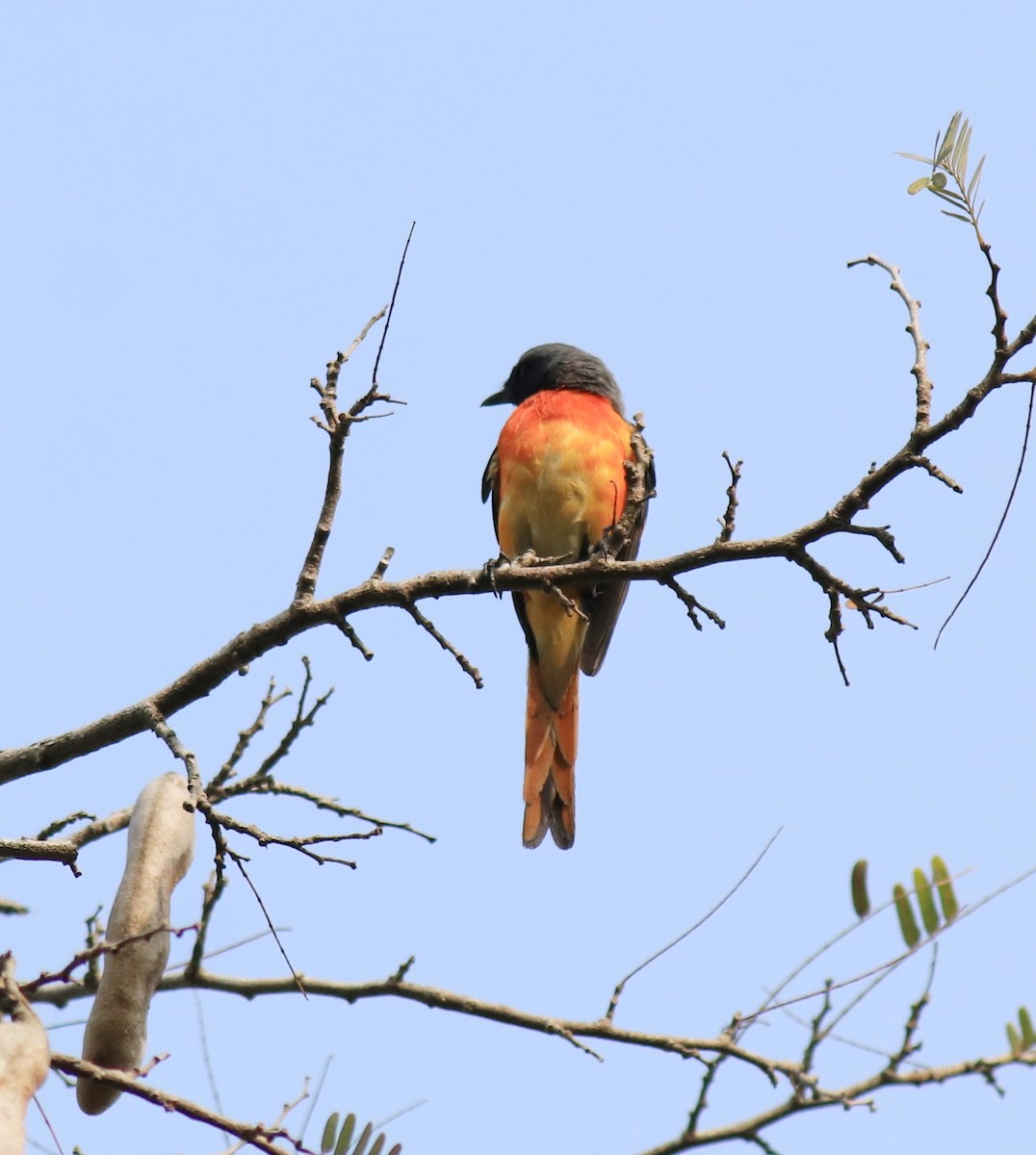 Small Minivet - ML624458171